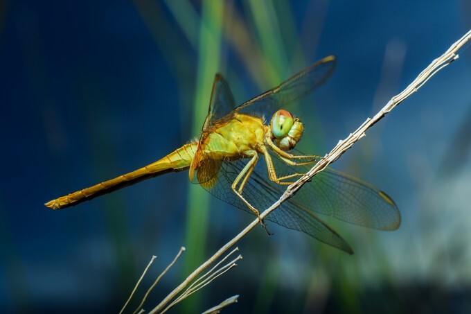 Macro Dragonfly - focus on the eye